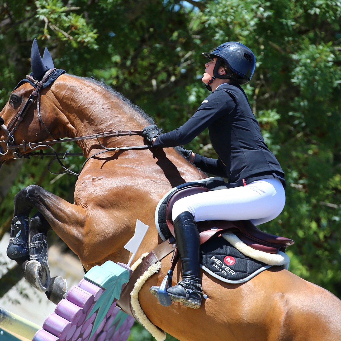 courtage de chevaux